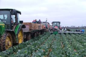 Conveyor for loading vegetables