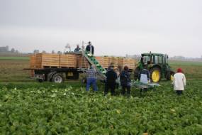Conveyor for loading vegetables