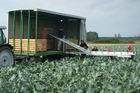 Conveyor for loading vegetables