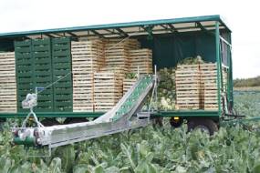 Conveyor for loading vegetables