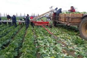 Conveyor for loading vegetables