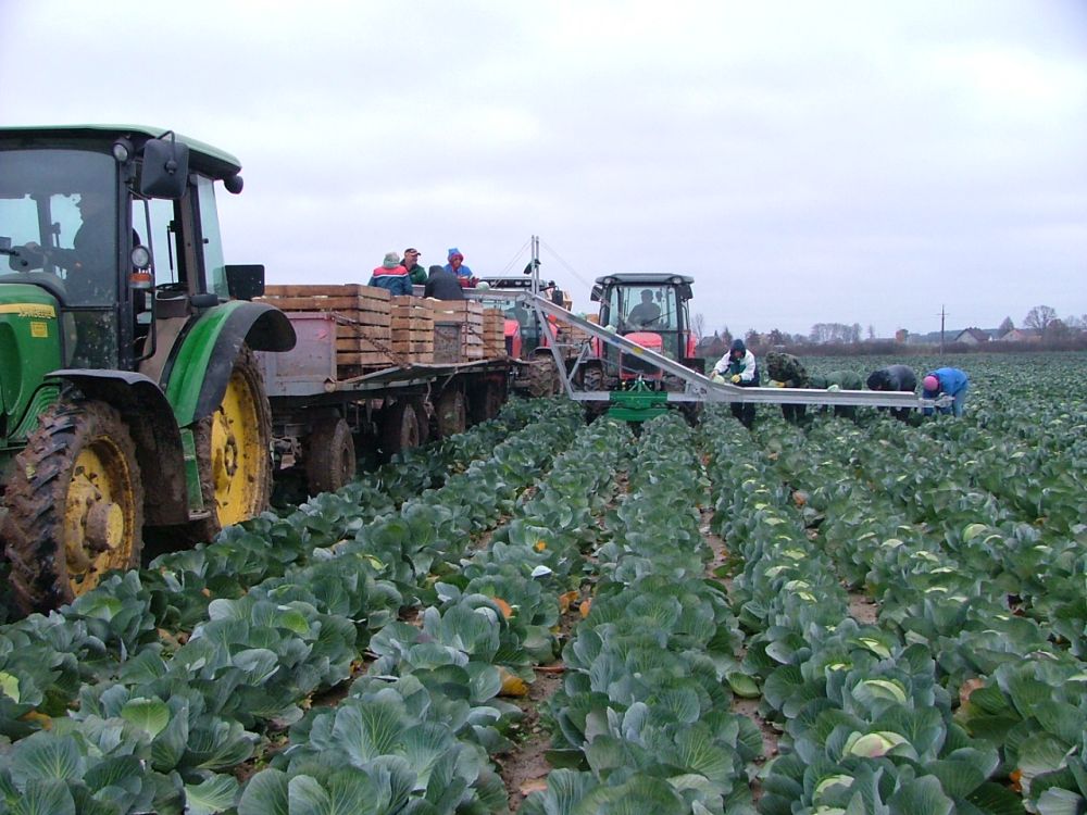 Conveyor for loading vegetables