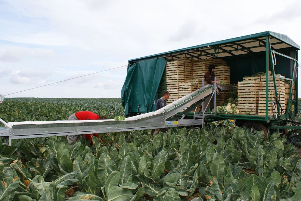 Conveyor for loading vegetables